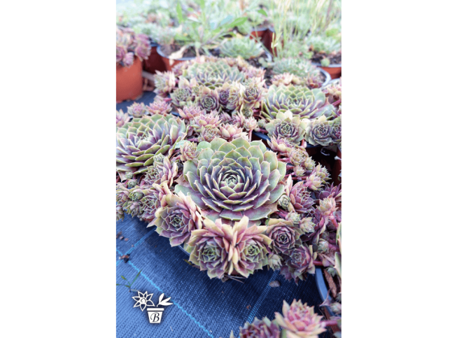 Sempervivum   'BigSam Pink Pomelo'